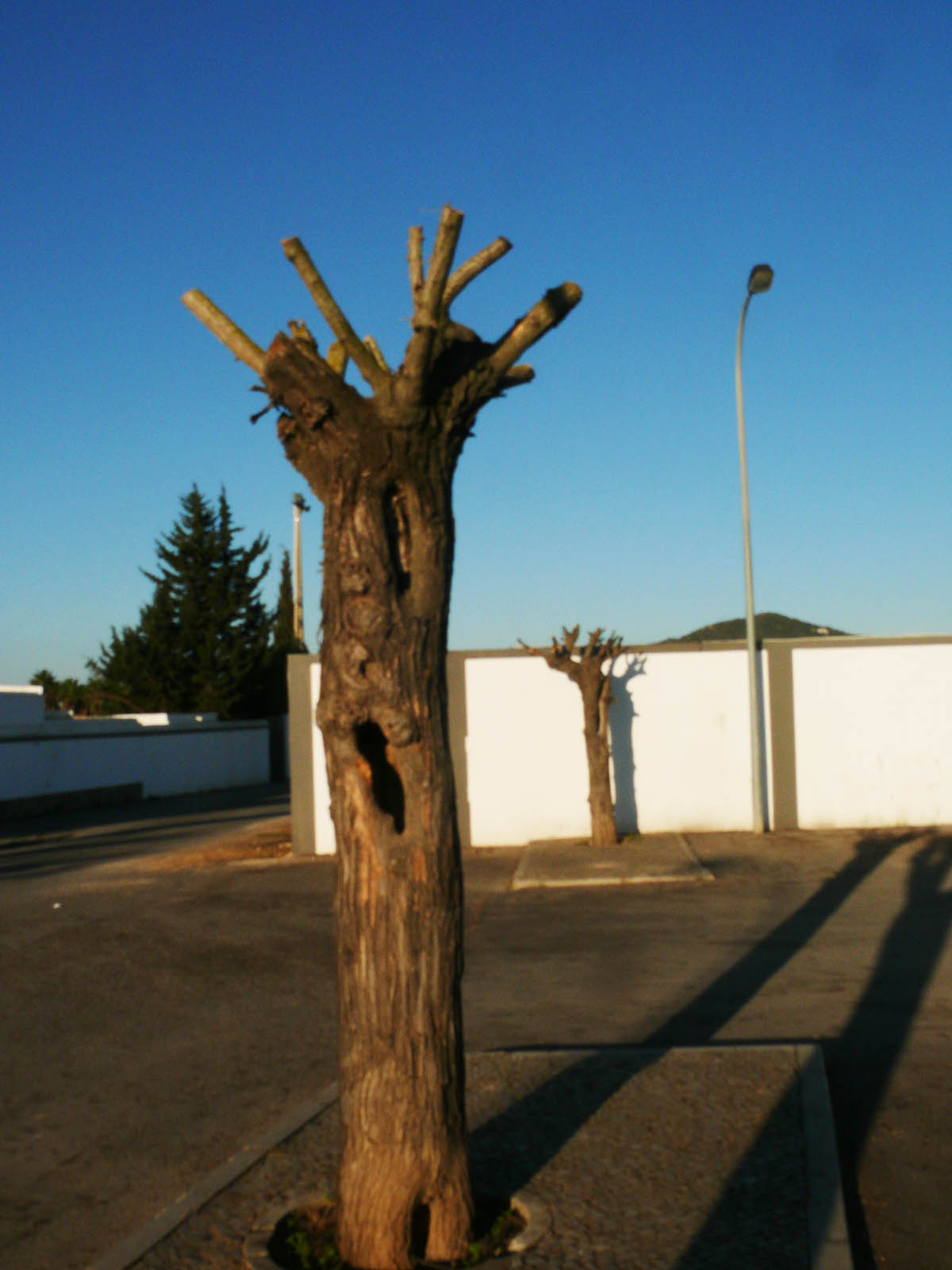 Sul Informação - Podas do arvoredo urbano: a saga continua