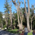 Sul Informação - Podas de árvores no Jardim da Alameda feitas «em nome da segurança»