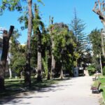 Sul Informação - Podas de árvores no Jardim da Alameda feitas «em nome da segurança»