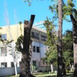 Sul Informação - Podas de árvores no Jardim da Alameda feitas «em nome da segurança»