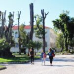 Sul Informação - Podas de árvores no Jardim da Alameda feitas «em nome da segurança»