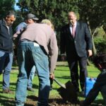 Sul Informação - Podas de árvores no Jardim da Alameda feitas «em nome da segurança»