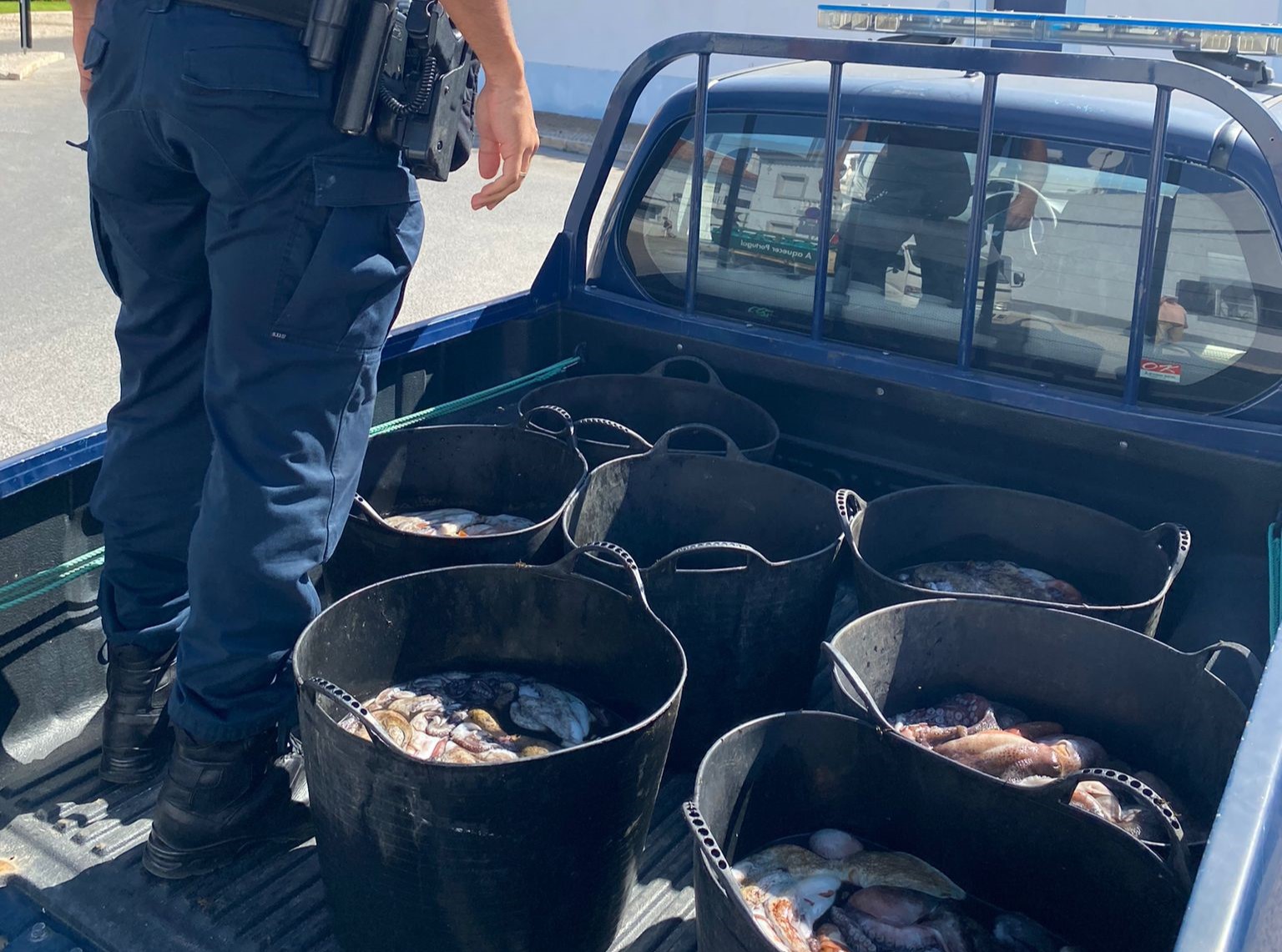 Sul Informação - 150 quilos de polvo apreendidos em Santa Luzia