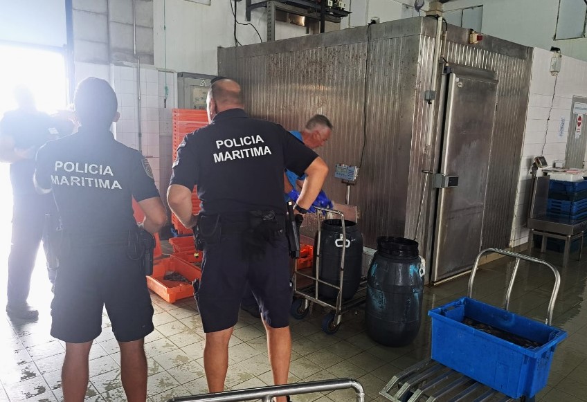 Sul Informação - 125 quilos de polvo apreendidos em Tavira
