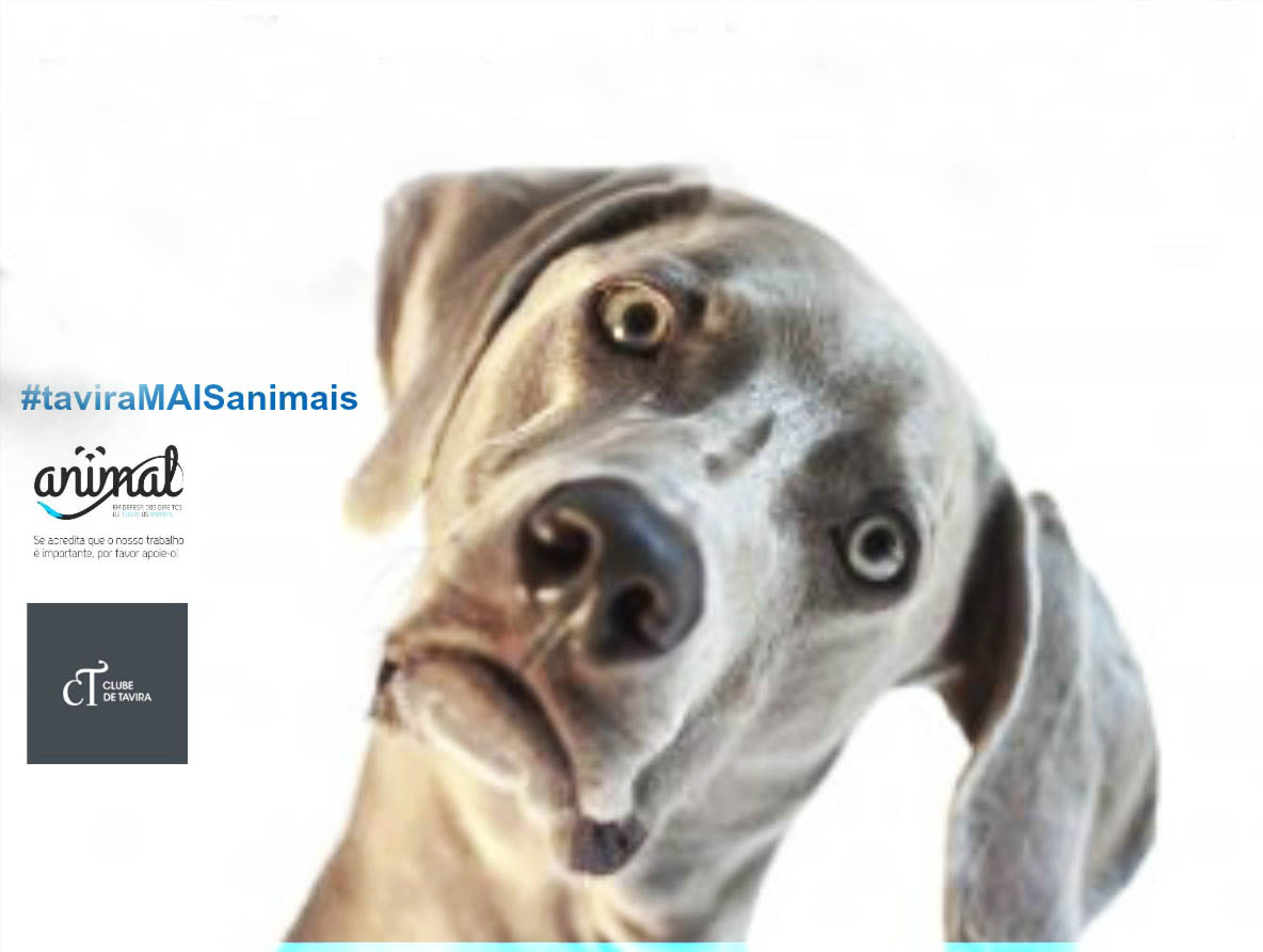 Sul Informação - Grupo de cidadãos debate “Cidade Amiga dos Animais?” com candidatos à Câmara de Tavira