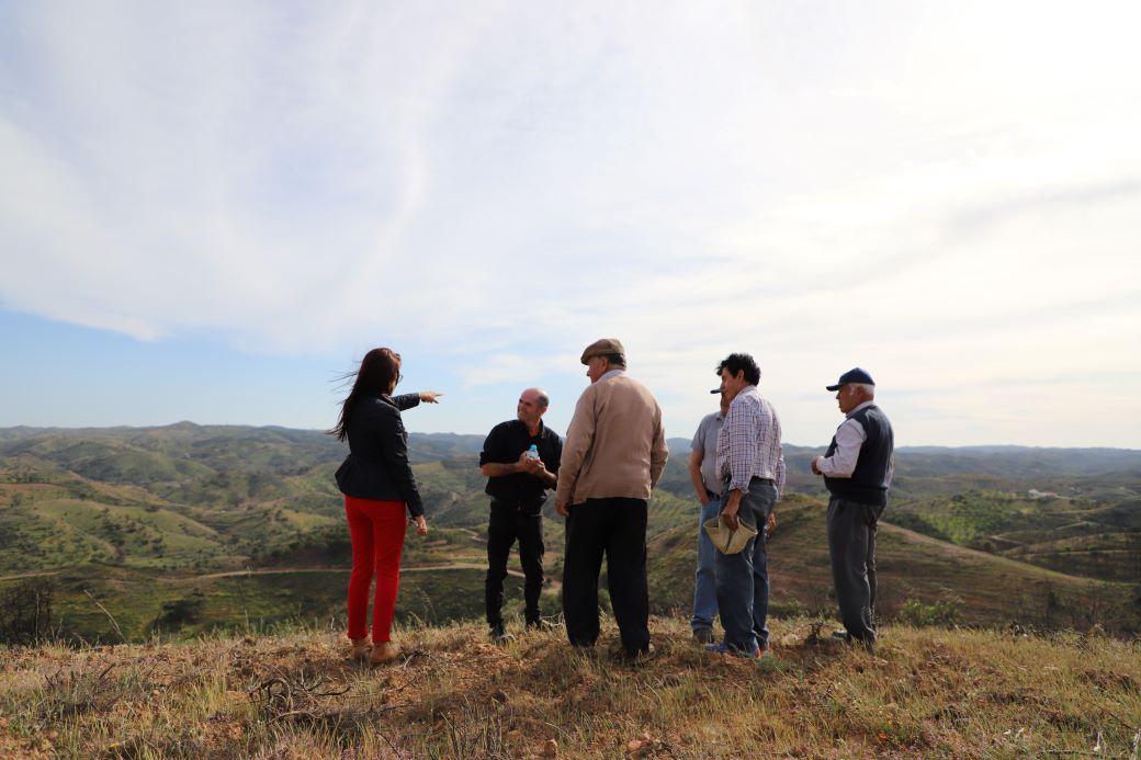 Sul Informação - GuadiMonte quer reflorestar 34 hectares em Castro Marim