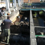 Sul Informação - Odemira: Mil peixes em perigo de extinção libertados na ribeira do Torgal