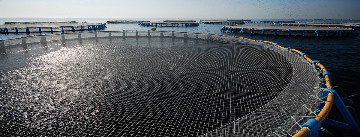 Sul Informação - Cultivo de robalo e dourada podem estar em causa em Portugal e Espanha devido às alterações climáticas