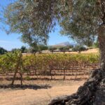 Sul Informação - CVA promove formação presencial sobre os Vinhos do Algarve