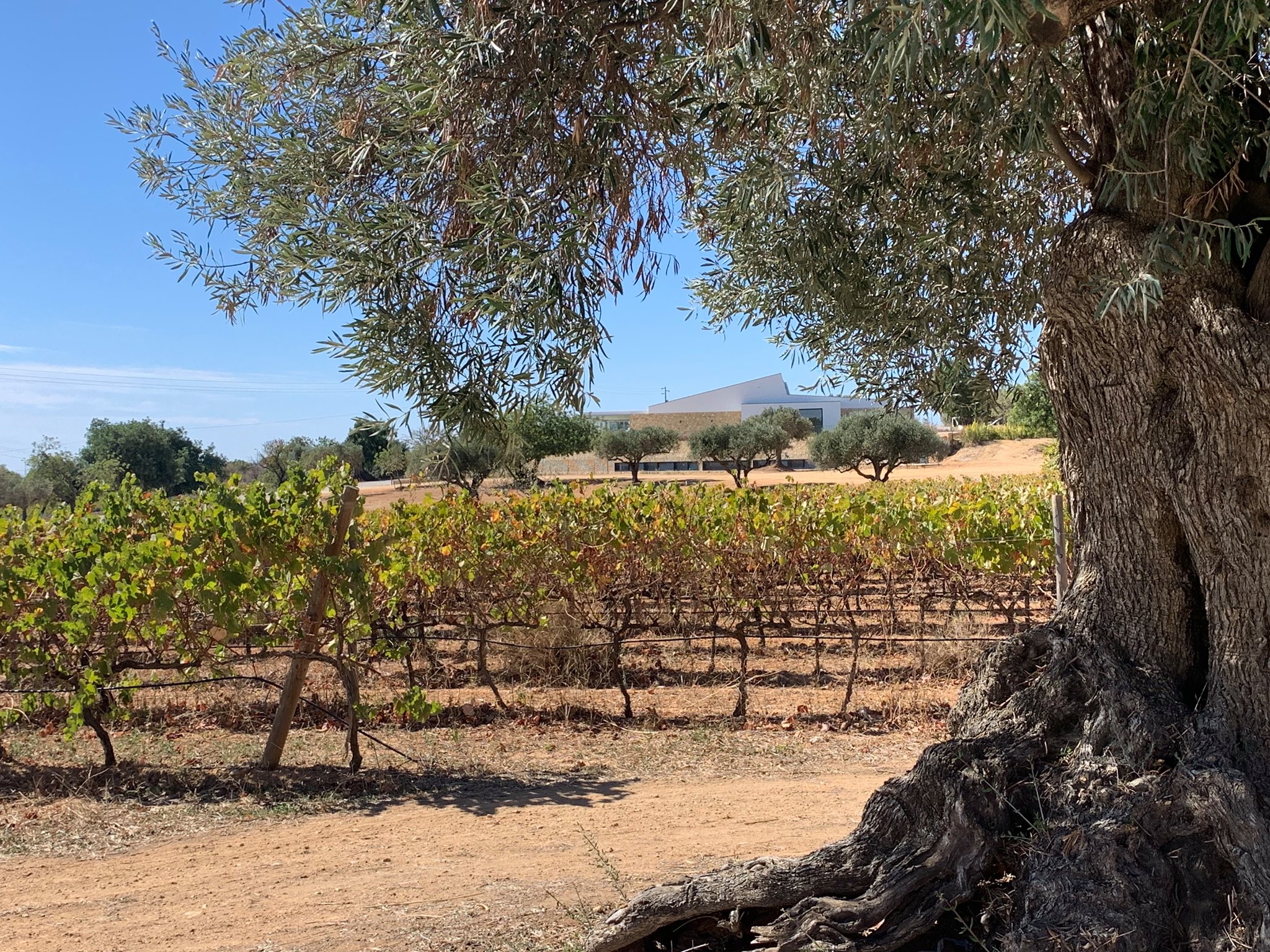 Sul Informação - CVA promove formação presencial sobre os Vinhos do Algarve