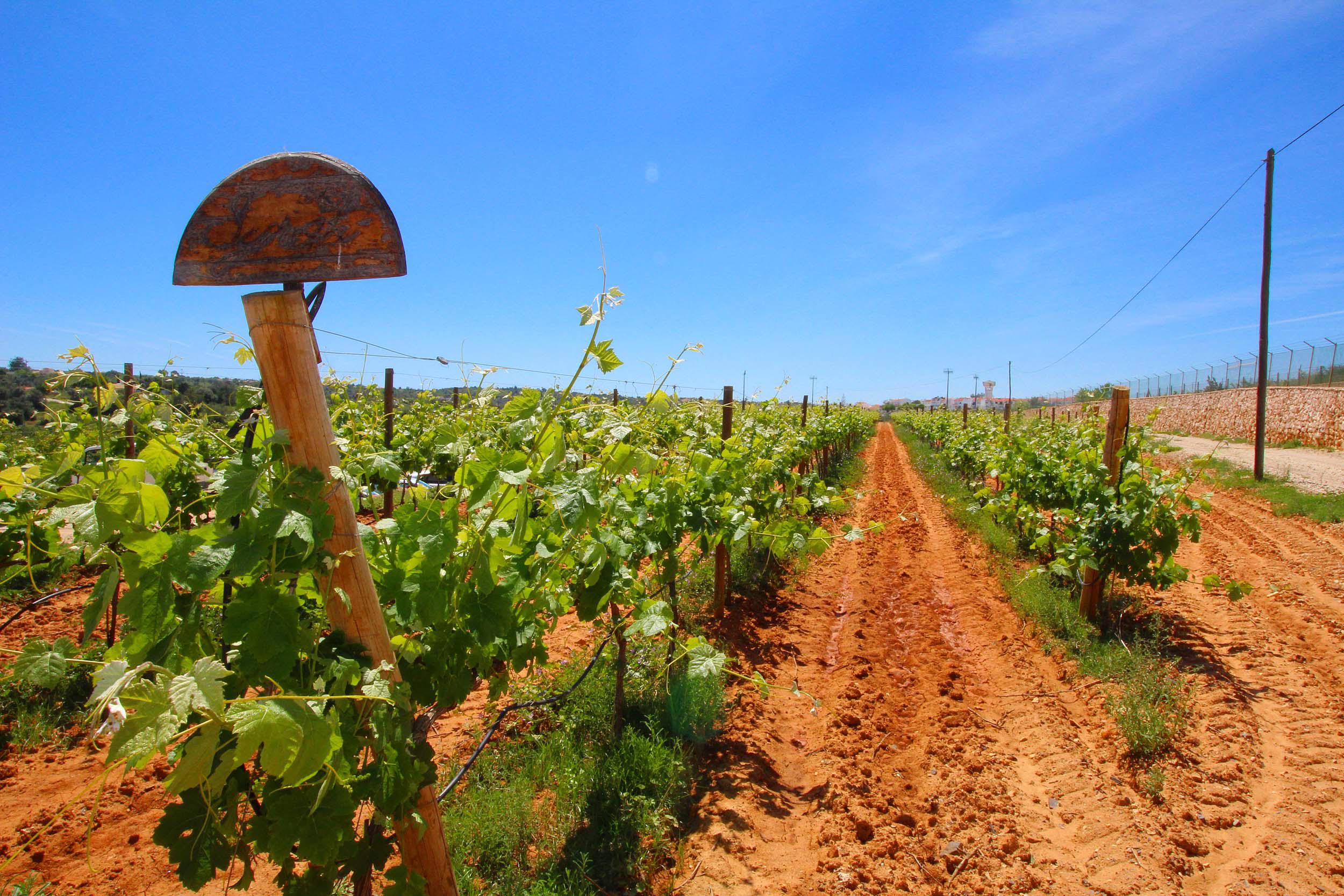 Sul Informação - E que tal fazer o seu próprio vinho na Quinta dos Vales?