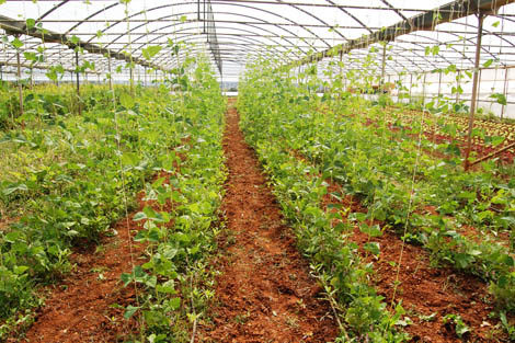 Sul Informação - Direção Regional mostra casos de sucesso no Agroalimentar e Economia do Mar no Algarve