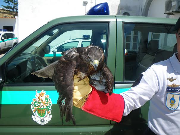 Sul Informação - SEPNA salva águia-de-asa-redonda encontrada em Benagil