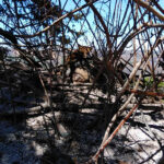 Sul Informação - Animais também são vítimas do incêndio, mas há equipas no terreno a resgatá-los