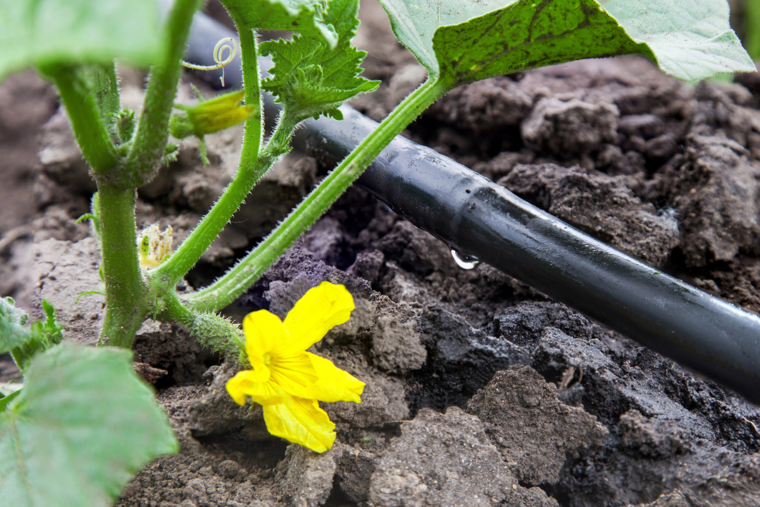 Sul Informação - Agricultores algarvios defendem corte no consumo de água de 15% para todos os setores