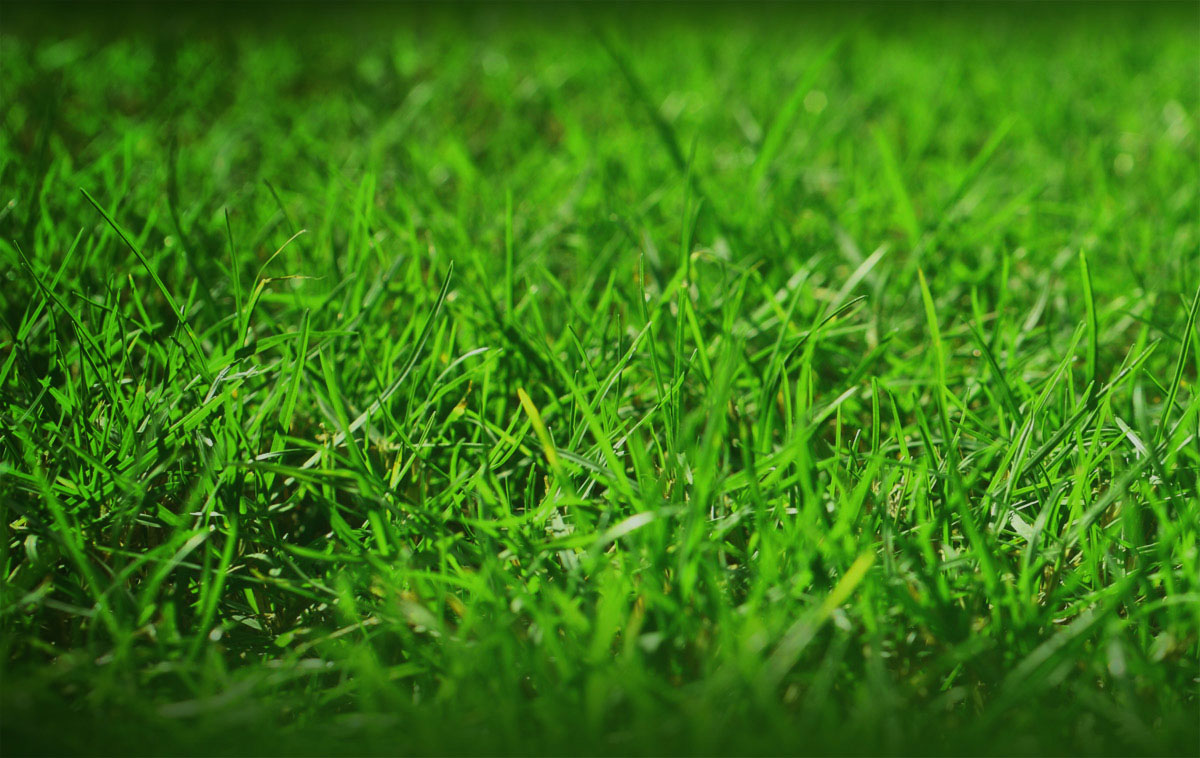 Sul Informação - Assembleia Intermunicipal do Algarve rejeita uso de herbicidas com glifosato
