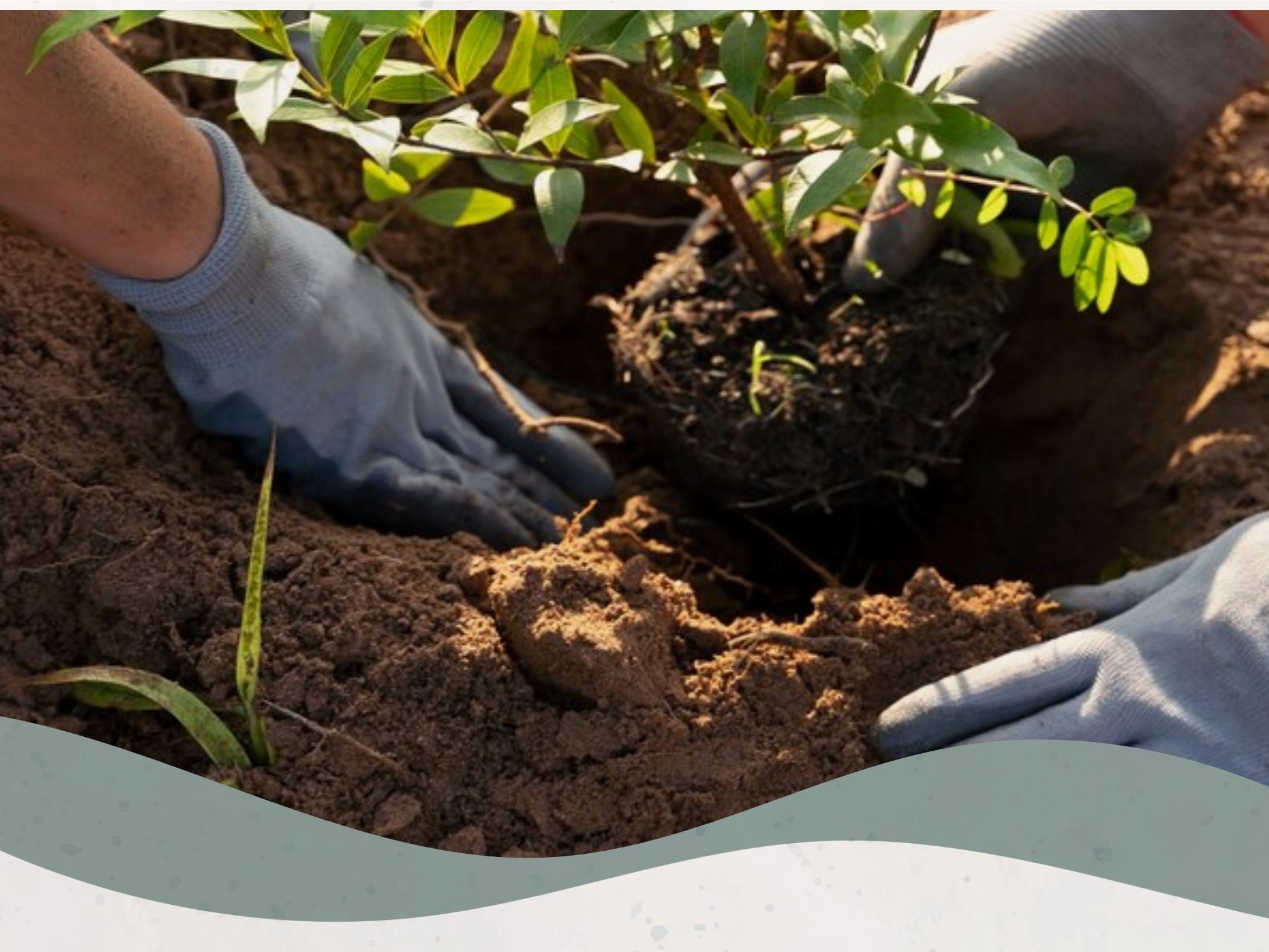 Sul Informação - Monchique procura voluntários para ação de plantação na Cruz da Fóia