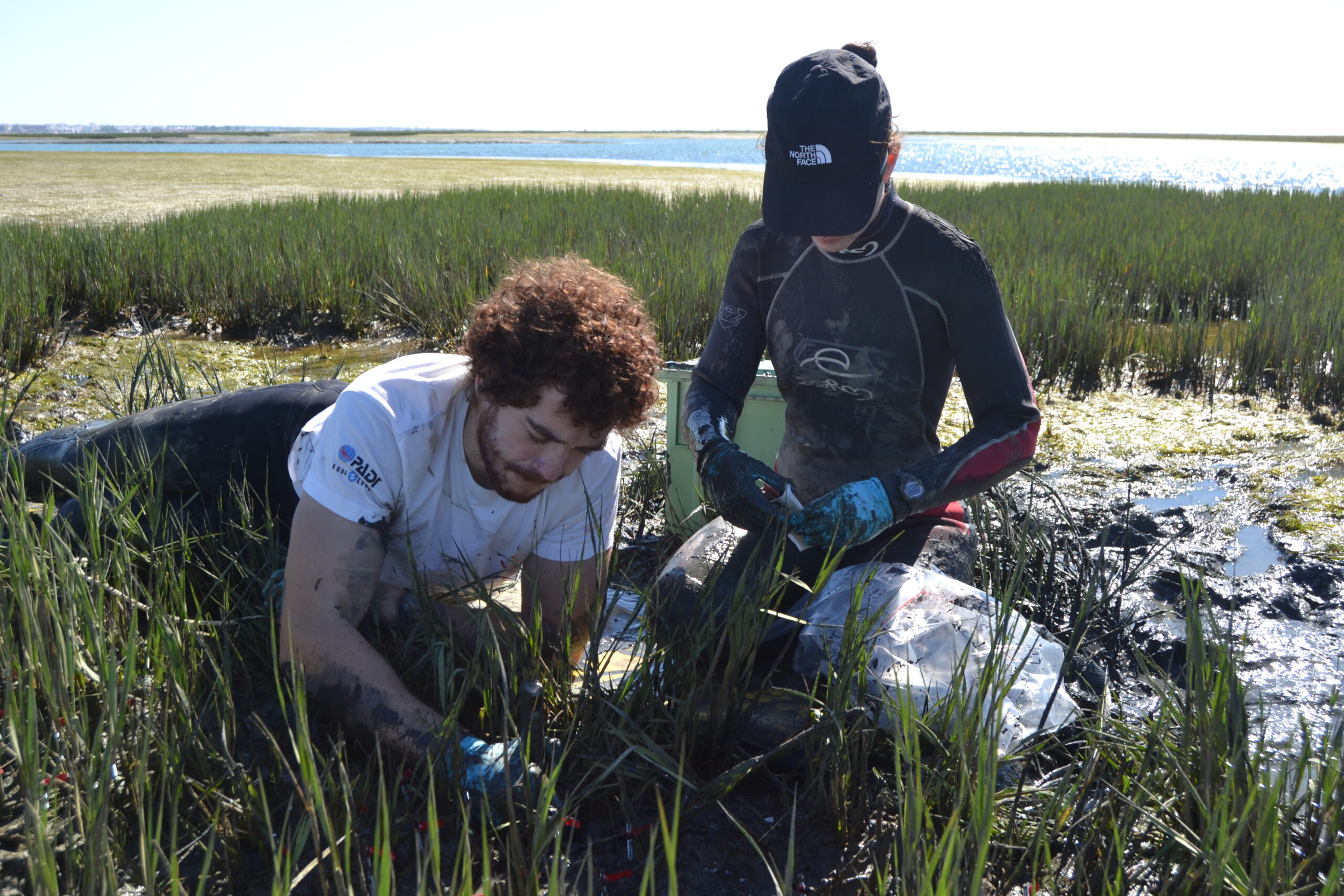 Sul Informação - Saquetas de chá estudaram armazenamento de carbono na Ria Formosa