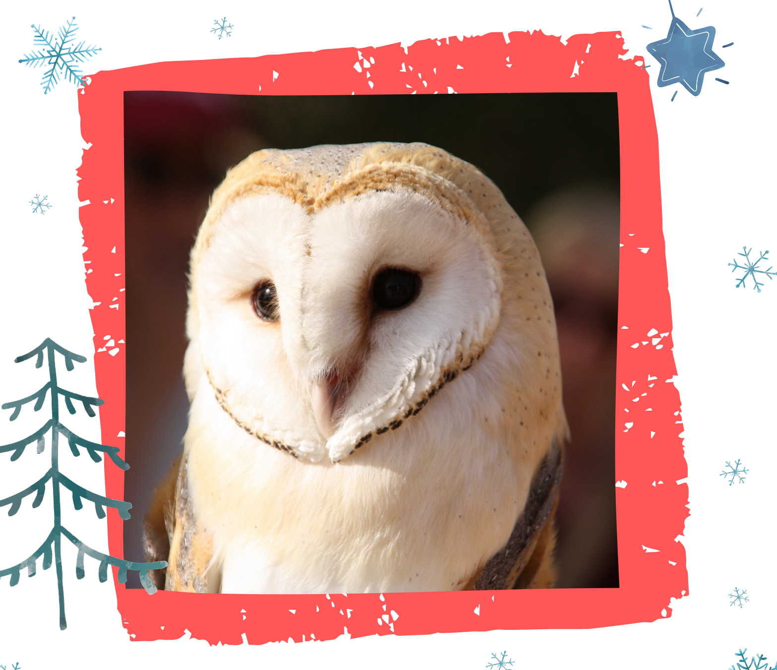Sul Informação - E que tal apadrinhar um animal em recuperação neste Natal?