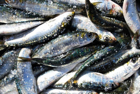 Sul Informação - Artesãos e produtores podem inscrever-se no Festival da Sardinha de Portimão até 31 de maio