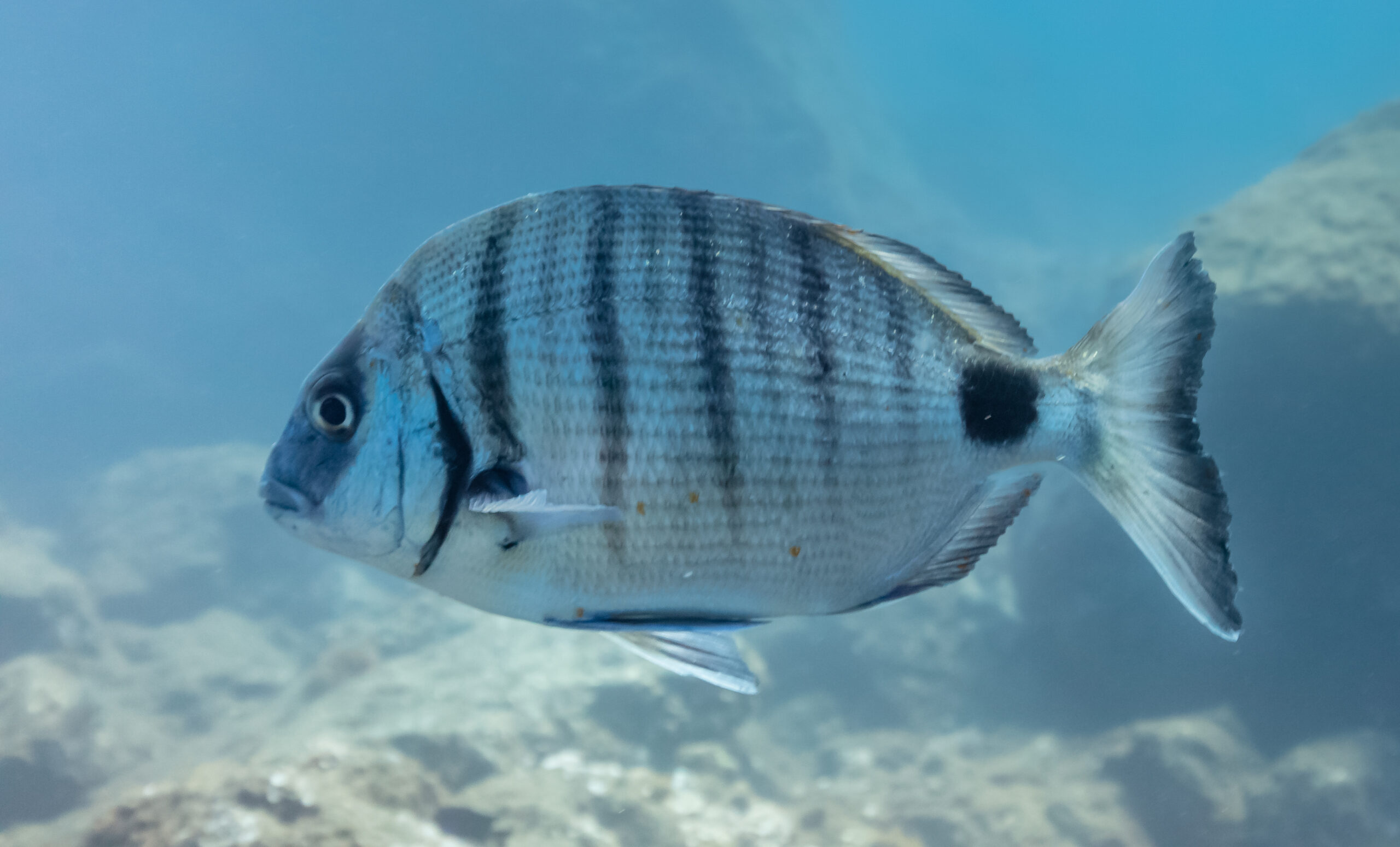 Sul Informação - Aljezur «exige» ao Governo revisão do defeso da pesca do sargo