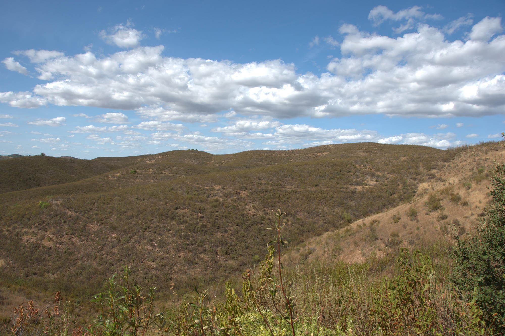 Sul Informação - ANP|WWF avança com o restauro ecológico de mais cinco hectares na serra do Caldeirão