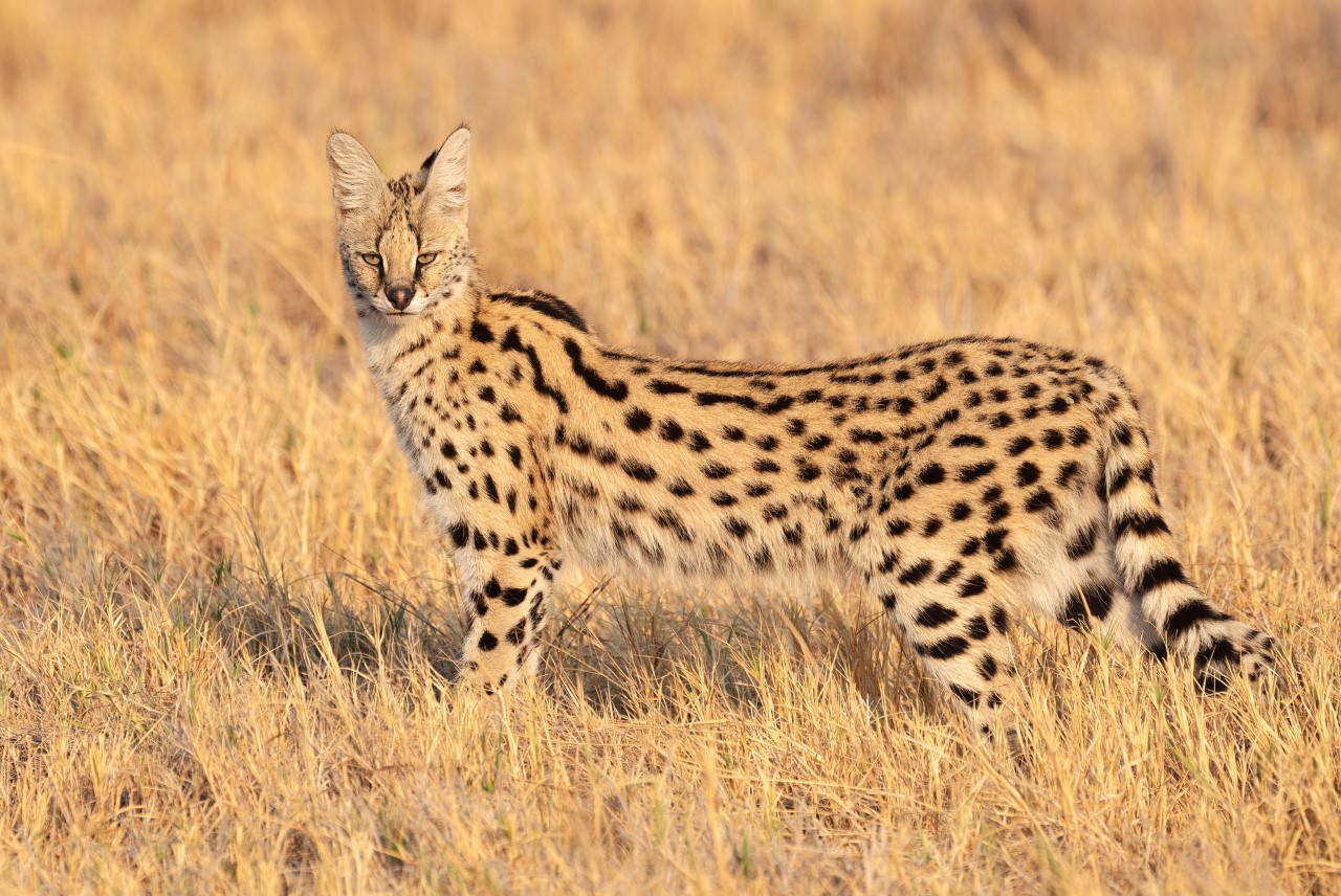 Sul Informação - Um serval e uma tartaruga-panqueca são os novos inquilinos do Zoo de Lagos
