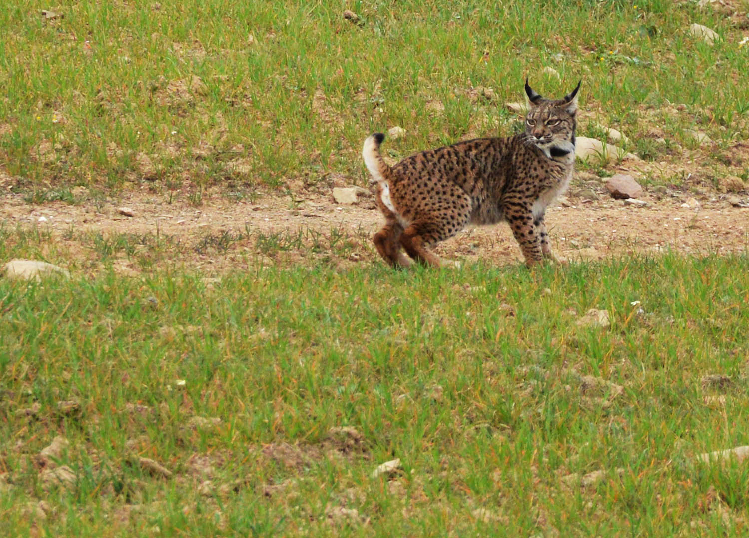 Sul Informação - Linces Sismo e Senegal são os mais novos habitantes de Alcoutim [com fotogaleria]