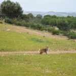 Sul Informação - Linces Sismo e Senegal são os mais novos habitantes de Alcoutim [com fotogaleria]