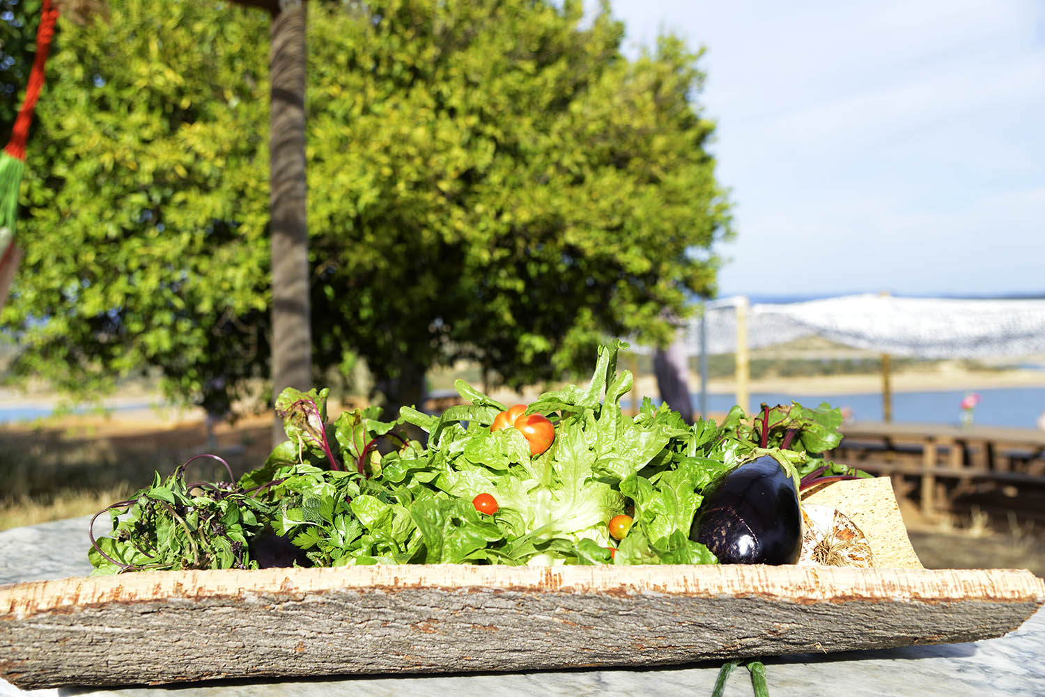 Sul Informação - Chef Dieter Koschina leva sabores portugueses à Suíça com o produtor alentejano Terramay