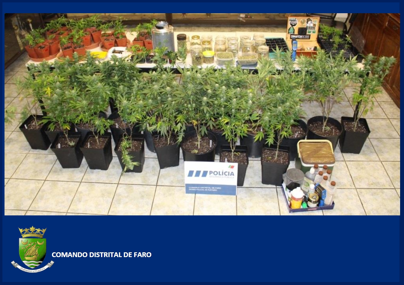 Sul Informação - Detido homem que transportava cannabis num saco de plástico em Portimão