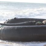 Sul Informação - Tubo de mais de 500 metros deu à costa na Praia do Trafal em Quarteira