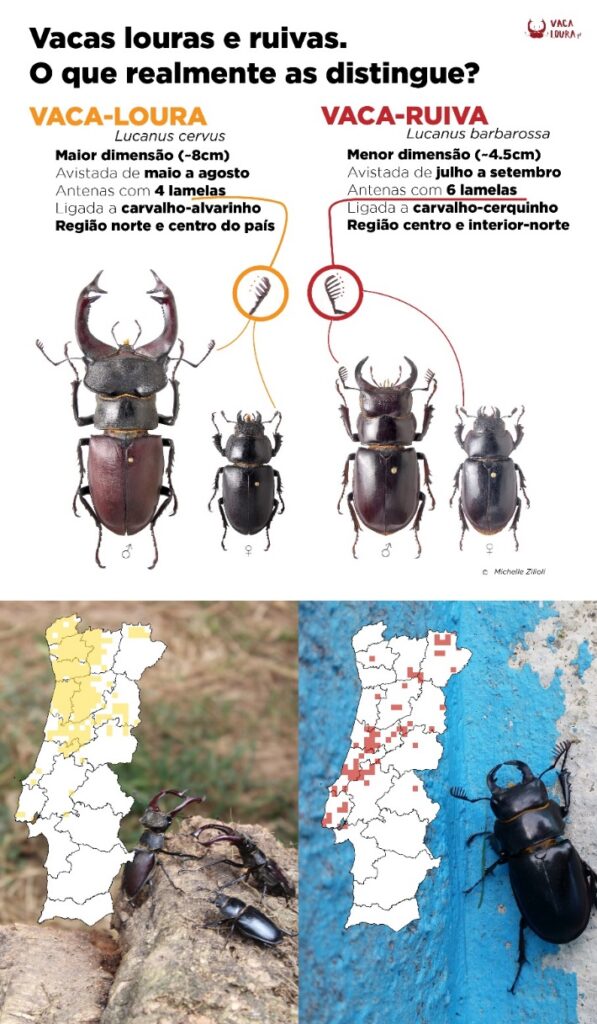 Sul Informação