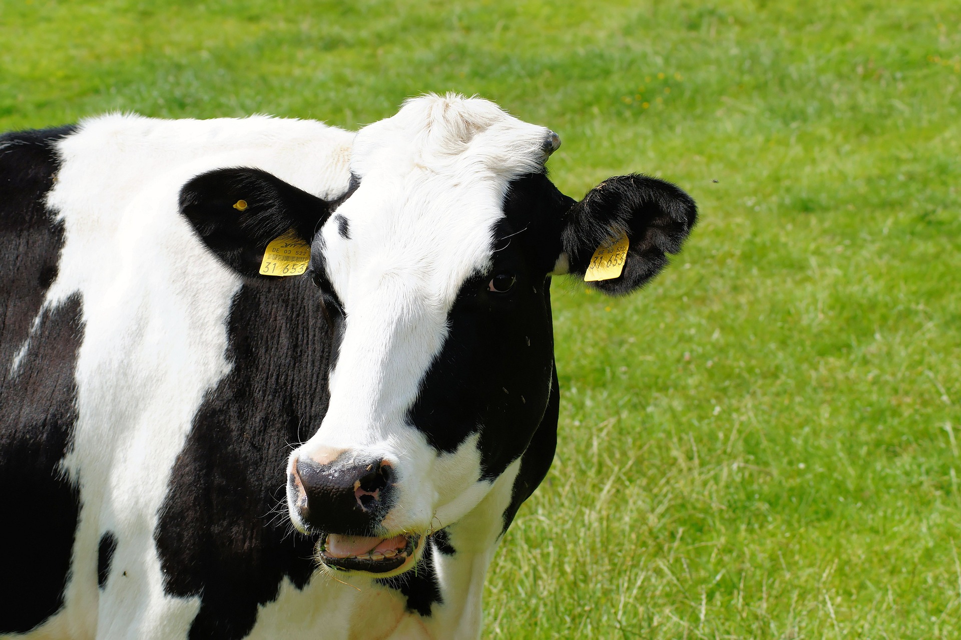 Sul Informação - E se o “Programa Leite de Vacas Felizes” dos Açores também ajudasse o Alentejo?