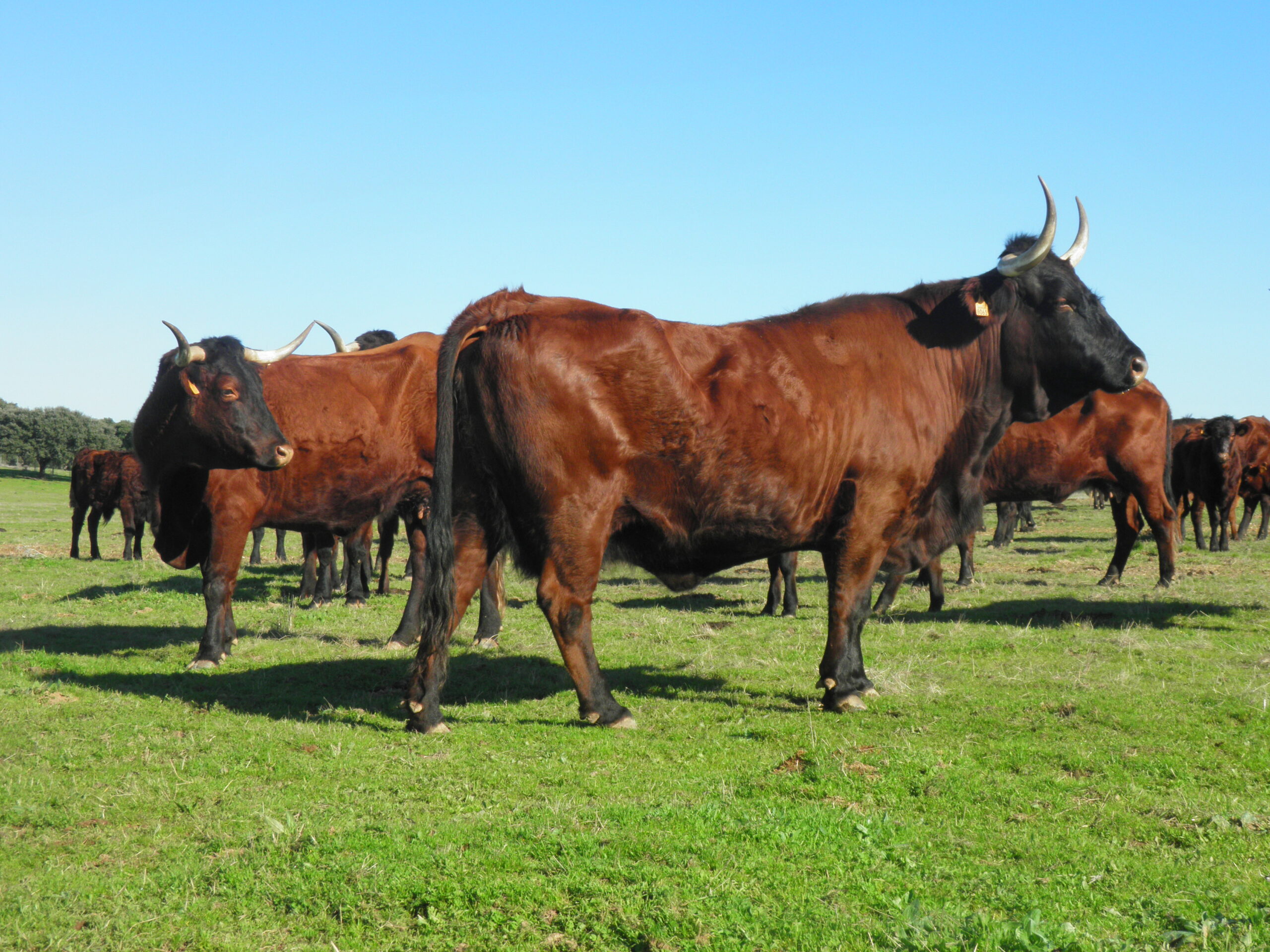 Sul Informação - Cooperativa nasce no Alentejo para apoiar criadores da raça bovina garvonesa