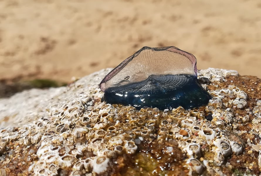 Sul Informação - Velella velella e Physalia physalis também dão à costa em praias do Algarve