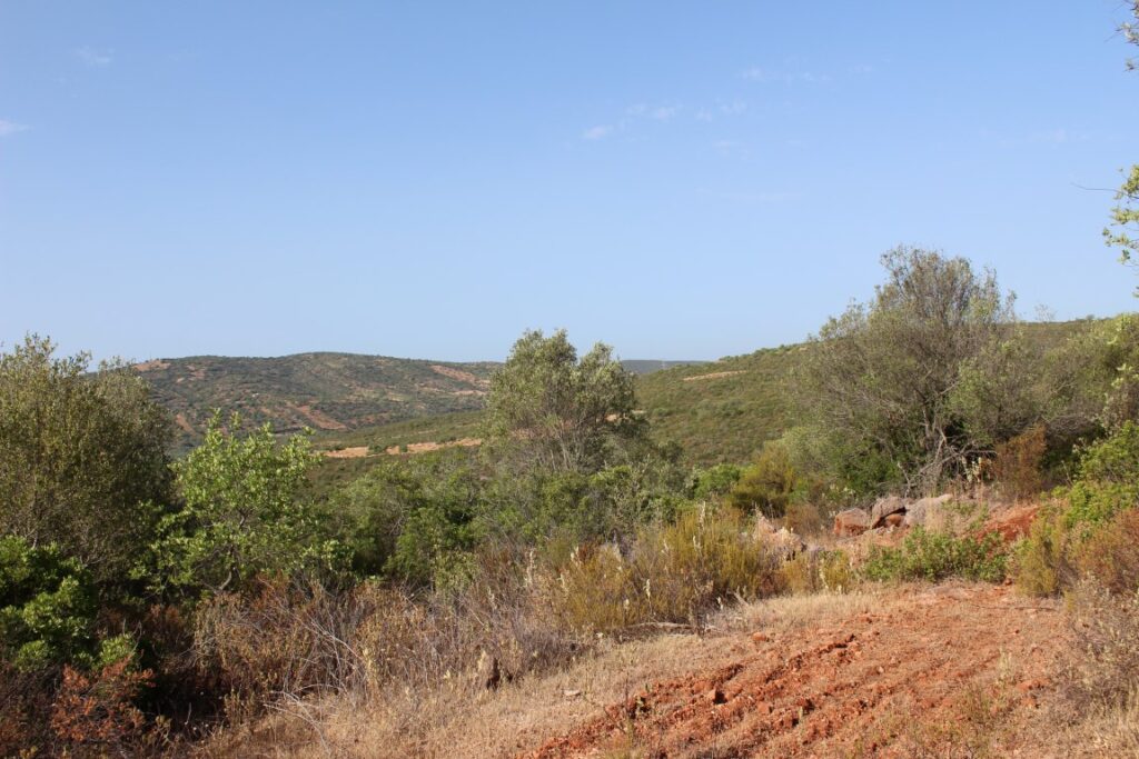 vigilancia florestal 2