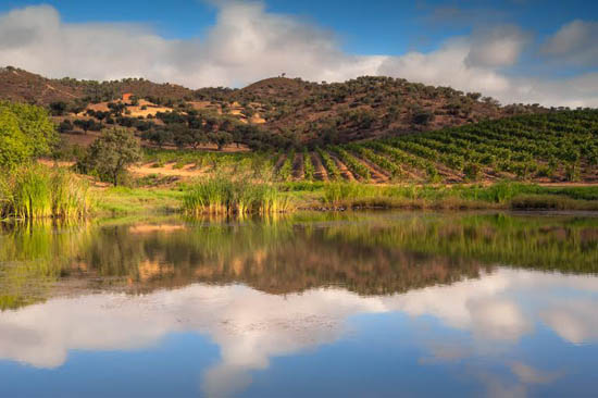 Sul Informação - Alentejo eleito a melhor região vinícola do mundo para visitar