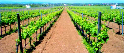 Sul Informação - Cabrita Tinto Reserva 2009 premiado em concurso de vinhos em Itália