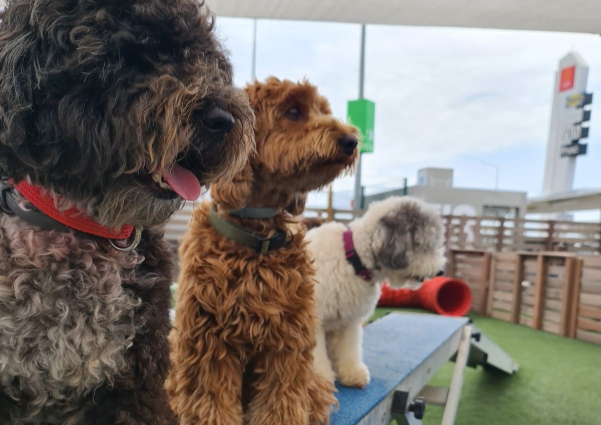 Sul Informação - Acha que tem o cão “mais cool” do Algarve? Passe no Mar Shopping este sábado