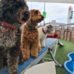Sul Informação - Acha que tem o cão “mais cool” do Algarve? Passe no Mar Shopping este sábado