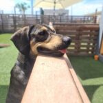 Sul Informação - Acha que tem o cão “mais cool” do Algarve? Passe no Mar Shopping este sábado