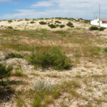 Sul Informação - Após as demolições, as dunas da praia de Faro já estão a recuperar