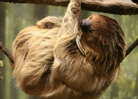 Sul Informação - Zoo de Lagos dá as boas-vindas a uma nova espécie
