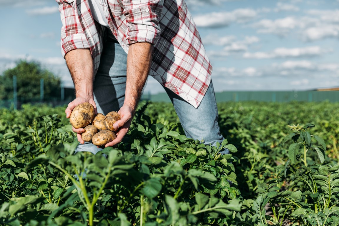 Sul Informação - Comissão Europeia aprova reprogramação do PEPAC com aumento do rendimento dos agricultores