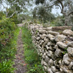 Sul Informação - Festival de caminhadas convida a conhecer os trilhos e a riqueza de Santa Bárbara de Nexe