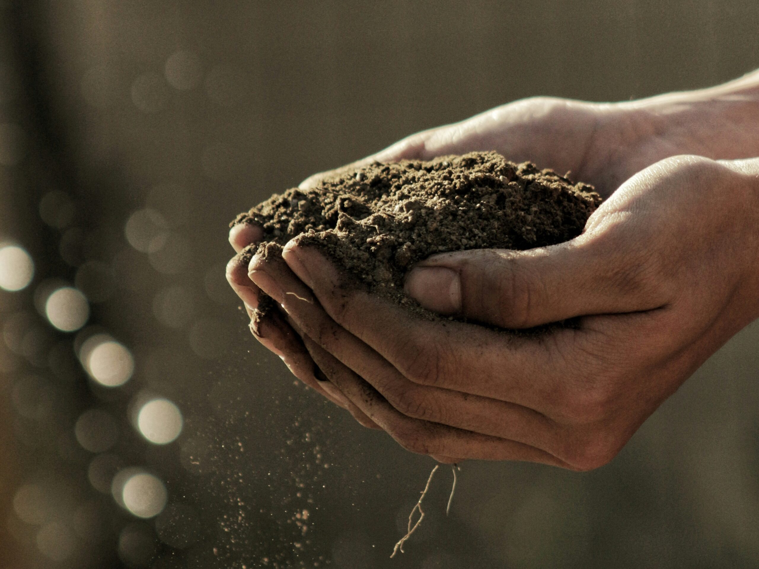 Sul Informação - Lagoa promove workshop de agricultura regenerativa e sintrópica