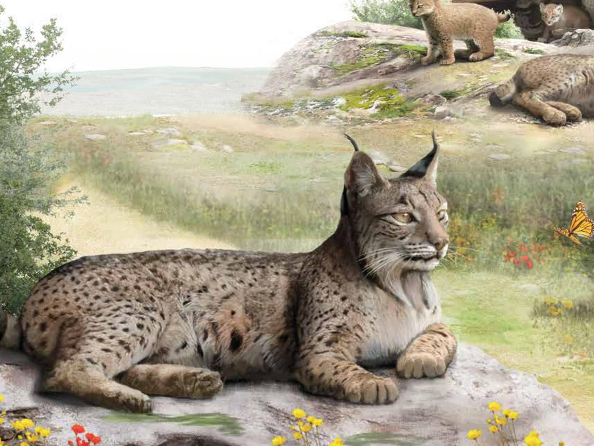 Sul Informação - Exposição “O Lince na Península” inaugurada em Lisboa