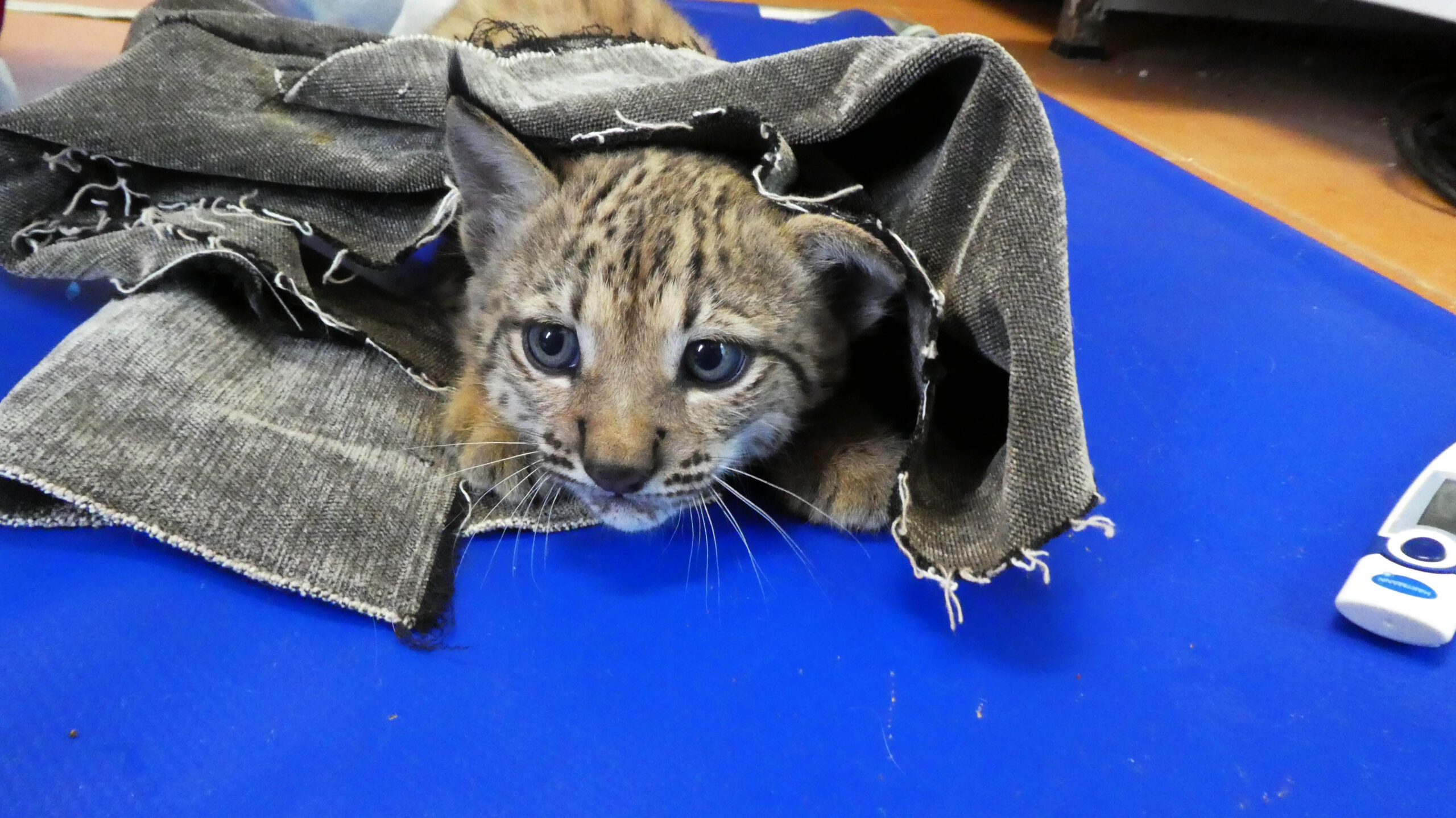 Sul Informação - Quer trabalhar com linces? O Centro Nacional de Reprodução de Lince-ibérico procura voluntários