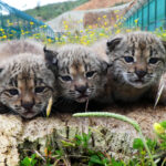 Sul Informação - Quer trabalhar com linces? O Centro Nacional de Reprodução de Lince-ibérico procura voluntários